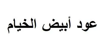 عود أبيض الخيام