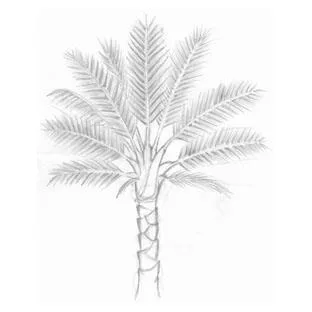 رسم يدوي لشجرة نخيل.