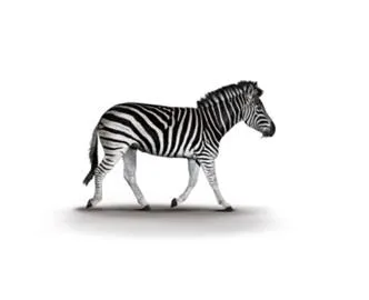 ZEBRA Device