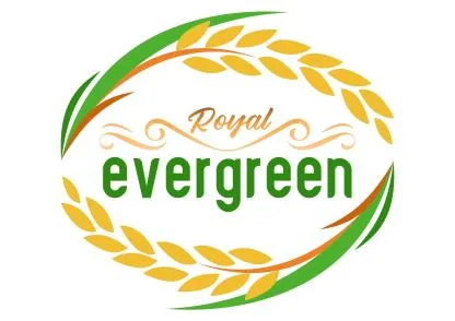 Royal evergreen