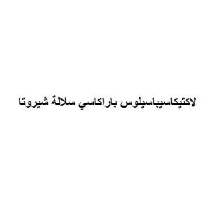 لاكتيكاسيباسيلوس باراكاسي سلالة شيروتا