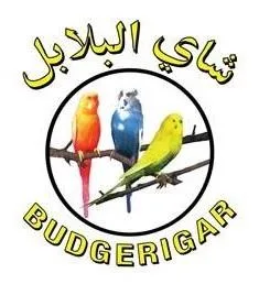 BUDGERIGA R شاي ا لبلابل
